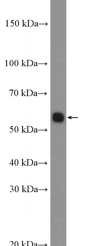 mouse lung tissue were subjected to SDS PAGE followed by western blot with Catalog No:117199(BMP5 Antibody) at dilution of 1:600