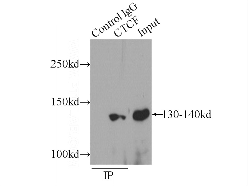 IP Result of anti-CTCF (IP:Catalog No:109719, 5ug; Detection:Catalog No:109719 1:300) with MCF-7 cells lysate 2560ug.