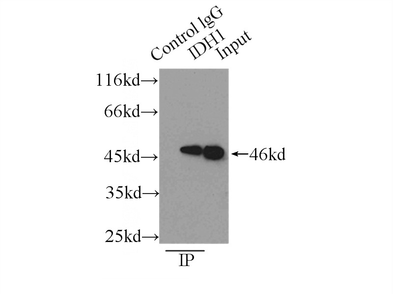 IP Result of anti-IDH1 (IP:Catalog No:111601, 3ug; Detection:Catalog No:111601 1:600) with MCF-7 cells lysate 2500ug.