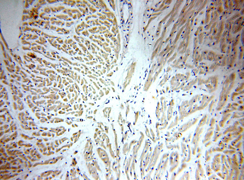Immunohistochemical of paraffin-embedded human heart using Catalog No:114124(PPIF-Specific antibody) at dilution of 1:50 (under 10x lens)