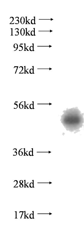 human placenta tissue were subjected to SDS PAGE followed by western blot with Catalog No:113955(PLEKHA1 antibody) at dilution of 1:500