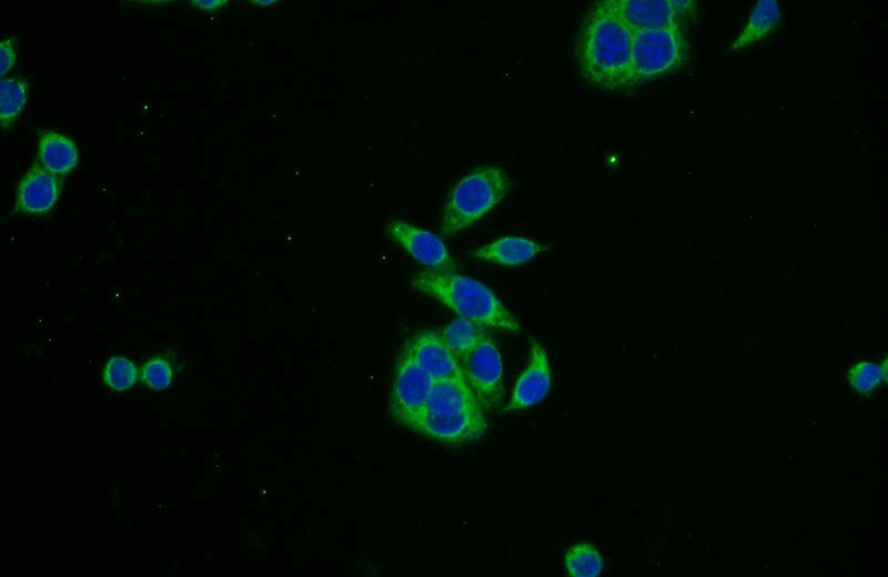 Immunofluorescent analysis of BxPC-3 cells using Catalog No:114240(PRPSAP2 Antibody) at dilution of 1:25 and Alexa Fluor 488-congugated AffiniPure Goat Anti-Rabbit IgG(H+L)