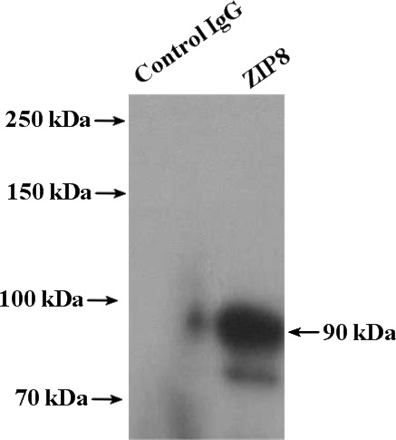 IP Result of anti-SLC39A8 (IP:Catalog No:117062, 4ug; Detection:Catalog No:117062 1:500) with mouse liver tissue lysate 6000ug.