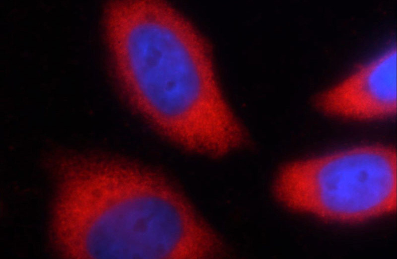 Immunofluorescent analysis of Ethacrynic acid treated HeLa cells using Catalog No:117316(GAPDH Antibody) at dilution of 1:50 and Rhodamine-labeled goat anti-mouse IgG (red).