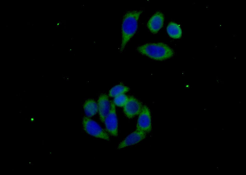 Immunofluorescent analysis of (-20oc Ethanol) fixed PC-3 cells using Catalog No:111838(IRF6 Antibody) at dilution of 1:50 and Alexa Fluor 488-congugated AffiniPure Goat Anti-Rabbit IgG(H+L)