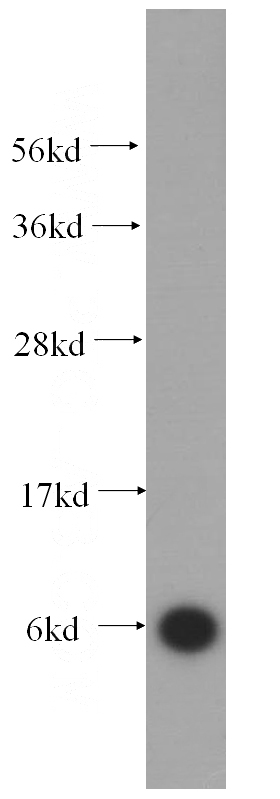 HepG2 cells were subjected to SDS PAGE followed by western blot with Catalog No:114895(RPL39 antibody) at dilution of 1:300