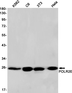 Western blot detection of POLR2E in K562,C6,3T3,Hela cell lysates using POLR2E Rabbit pAb(1:1000 diluted).Predicted band size:25kDa.Observed band size:25kDa.