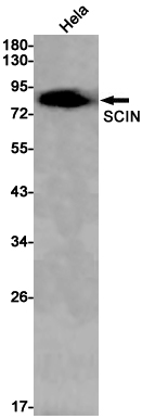 Western blot detection of SCIN in Hela cell lysates using SCIN Rabbit pAb(1:1000 diluted).Predicted band size:80kDa.Observed band size:80kDa.