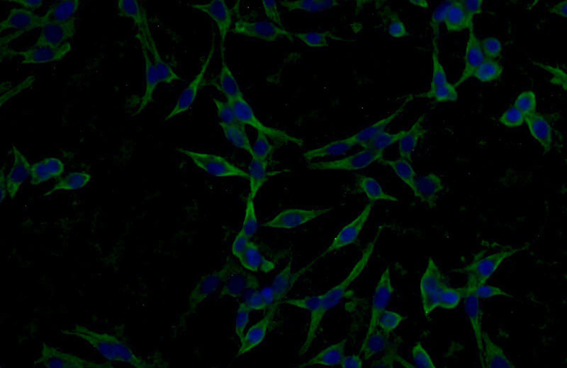 Immunofluorescent analysis of C6 cells using Catalog No:110576(FAM164C Antibody) at dilution of 1:25 and Alexa Fluor 488-congugated AffiniPure Goat Anti-Rabbit IgG(H+L)