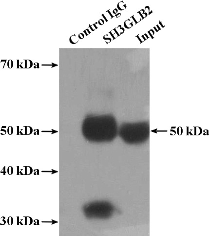 IP Result of anti-SH3GLB2 (IP:Catalog No:115261, 4ug; Detection:Catalog No:115261 1:1000) with HeLa cells lysate 2600ug.