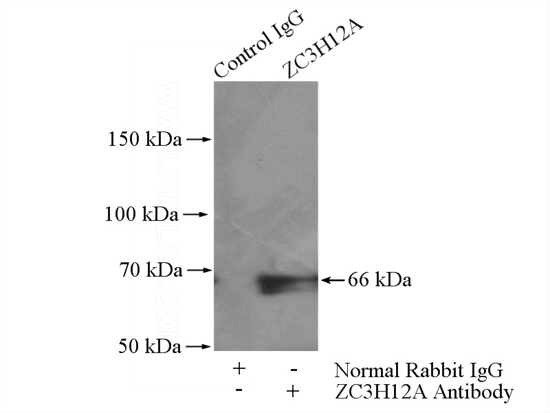IP Result of anti-ZC3H12A (IP:Catalog No:116923, 4ug; Detection:Catalog No:116923 1:300) with Raji cells lysate 2000ug.