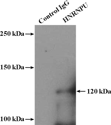 IP Result of anti-HNRNPU (IP:Catalog No:111512, 4ug; Detection:Catalog No:111512 1:800) with HeLa cells lysate 2400ug.