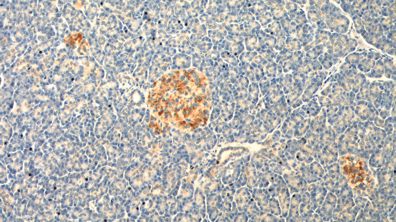 Immunohistochemistry of paraffin-embedded human pancreas tissue slide using Catalog No:108202(ARL4C Antibody) at dilution of 1:50 (under 10x lens).