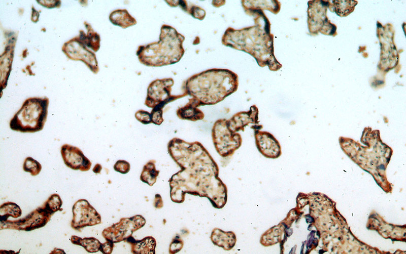 Immunohistochemical of paraffin-embedded human placenta using Catalog No:108148(ARMC10 antibody) at dilution of 1:100 (under 10x lens)