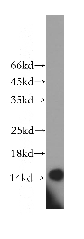 HepG2 cells were subjected to SDS PAGE followed by western blot with Catalog No:117211(BOLA1 antibody) at dilution of 1:800