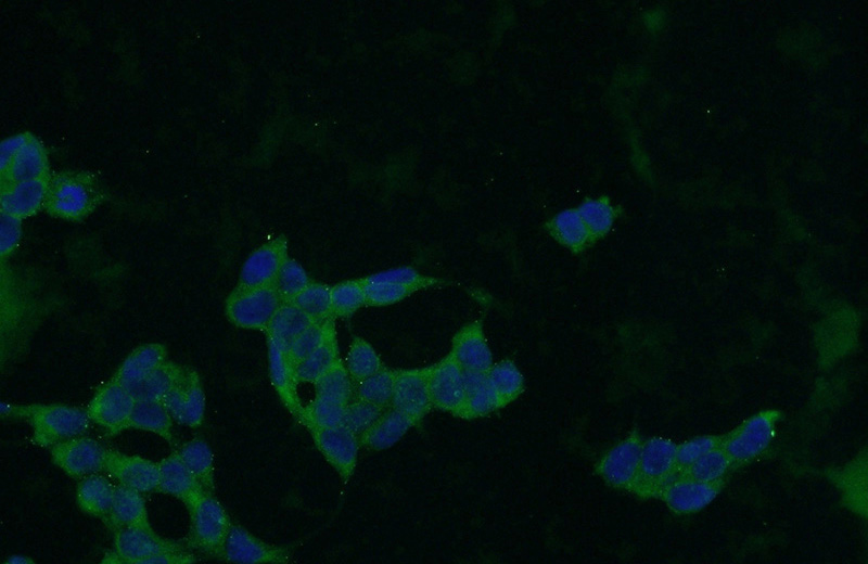 Immunofluorescent analysis of HEK-293 cells using Catalog No:116921(ZBTB8A Antibody) at dilution of 1:50 and Alexa Fluor 488-congugated AffiniPure Goat Anti-Rabbit IgG(H+L)
