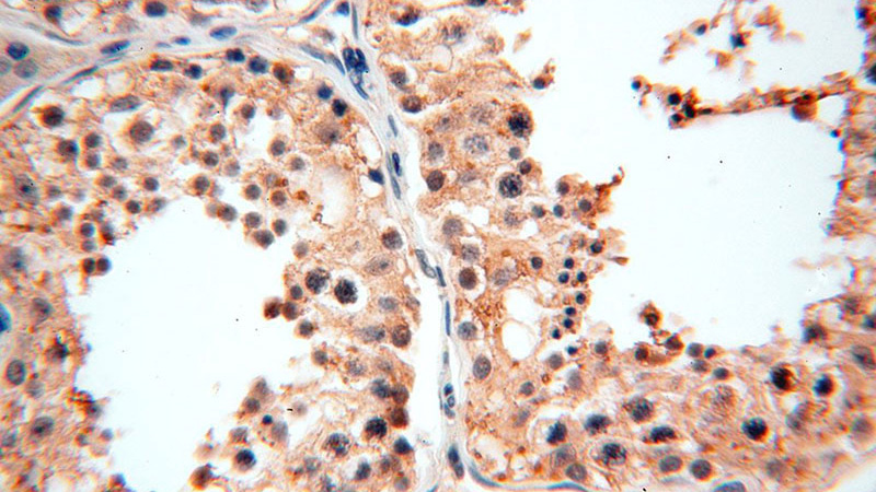 Immunohistochemical of paraffin-embedded human testis using Catalog No:115550(SPATA19 antibody) at dilution of 1:100 (under 40x lens)