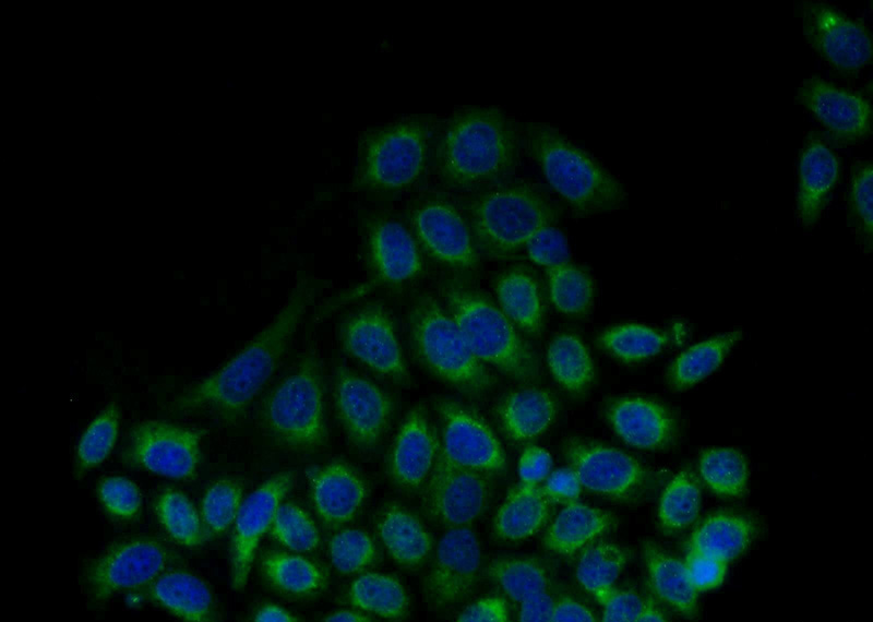 Immunofluorescent analysis of MCF-7 cells using Catalog No:111222(GRP94 Antibody) at dilution of 1:50 and Alexa Fluor 488-congugated AffiniPure Goat Anti-Rabbit IgG(H+L)