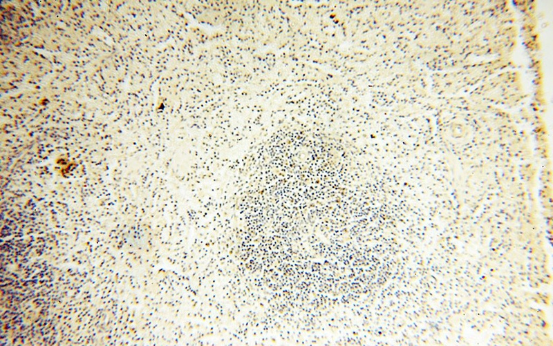 Immunohistochemical of paraffin-embedded human spleen using Catalog No:112842(MRPS15 antibody) at dilution of 1:100 (under 10x lens)