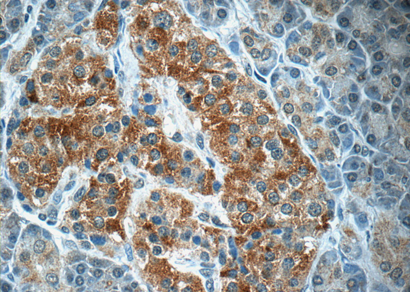 Immunohistochemistry of paraffin-embedded human pancreas tissue slide using Catalog No:115021(SCRN3 Antibody) at dilution of 1:50 (under 40x lens)