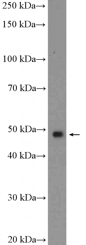 HeLa cells were subjected to SDS PAGE followed by western blot with Catalog No:112501(MAZ Antibody) at dilution of 1:600