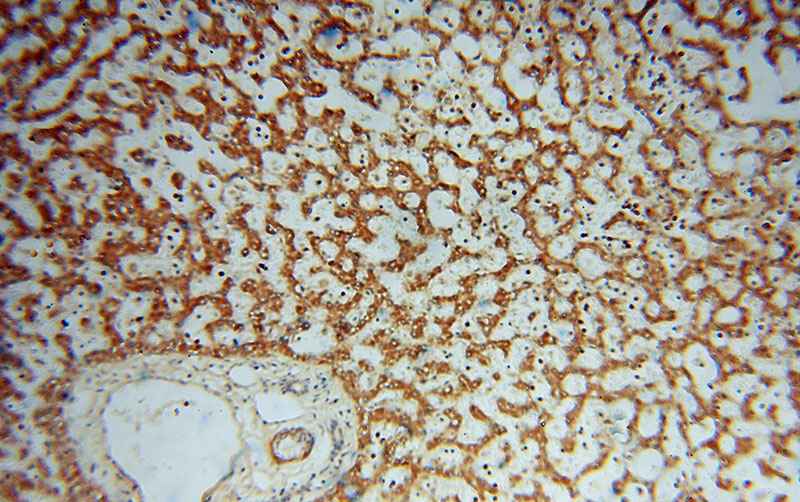 Immunohistochemical of paraffin-embedded human liver using Catalog No:110644(FGL1 antibody) at dilution of 1:100 (under 10x lens)