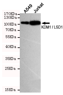 Western blot detection of KDM1 / LSD1 in A549 and Jurkat cell lysates using KDM1 / LSD1 mouse mAb (dilution 1:500).Predicted band size:93 Kda.Observed band size:93KDa.