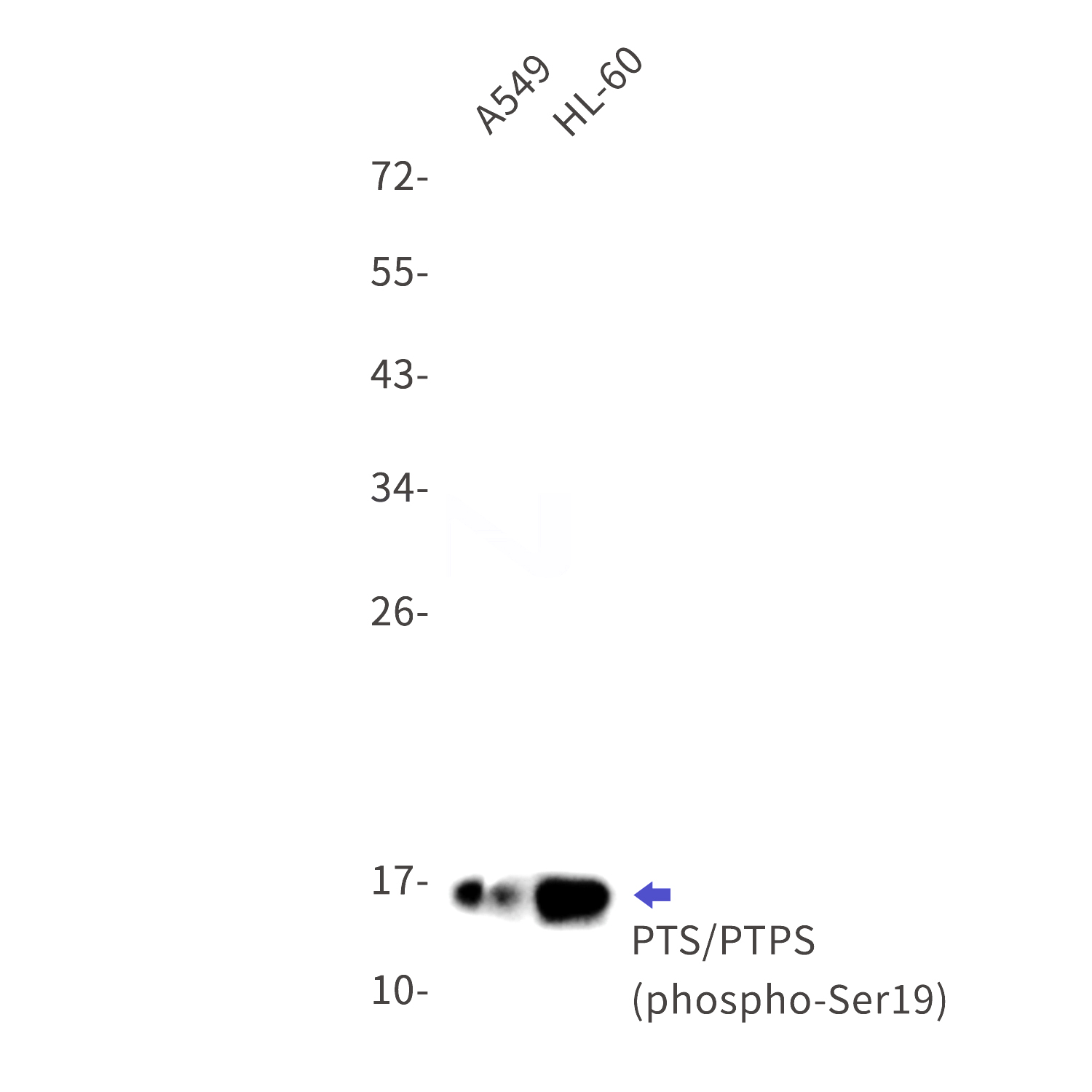 Western blot detection of PTS/PTPS (phospho-Ser19) in A549,HL-60 cell lysates using PTS/PTPS (phospho-Ser19) Rabbit mAb(1:1000 diluted).Predicted band size:16kDa.Observed band size:16kDa.
