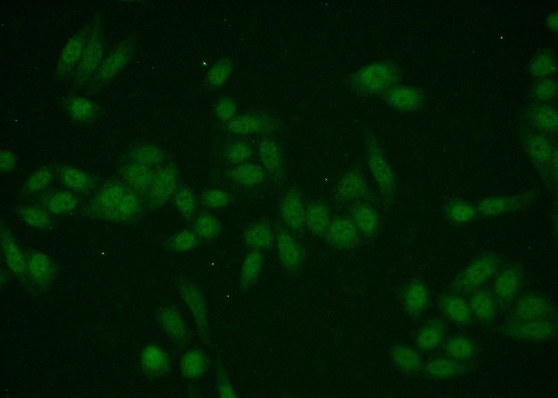 Immunofluorescent analysis of HeLa cells using Catalog No:110238(EMG1 Antibody) at dilution of 1:50 and Alexa Fluor 488-congugated AffiniPure Goat Anti-Rabbit IgG(H+L)
