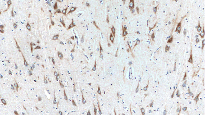 Immunohistochemistry of paraffin-embedded human brain tissue slide using Catalog No:114943(RXFP1 Antibody) at dilution of 1:100 (under 10x lens).