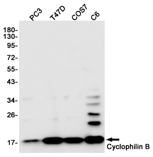 Western blot detection of Cyclophilin B in PC3,T47D,COS7,C6 cell lysates using Cyclophilin B (6H1) Mouse mAb(1:1000 diluted).Predicted band size:21KDa.Observed band size:21KDa.