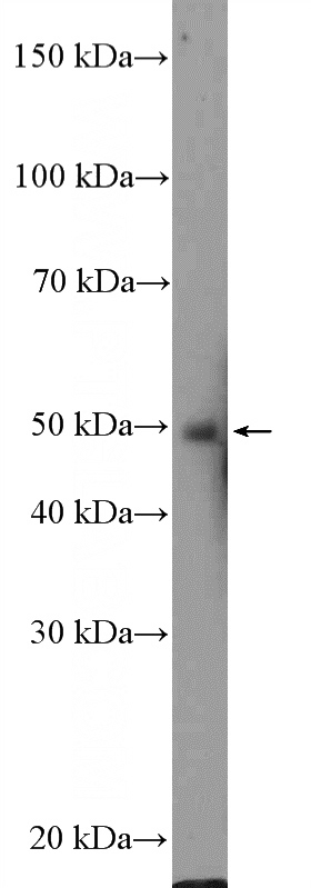 Neuro-2a cells were subjected to SDS PAGE followed by western blot with Catalog No:117054(ZIC3 Antibody) at dilution of 1:600