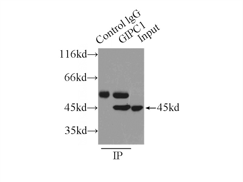 IP Result of anti-GIPC1 (IP:Catalog No:110979, 4ug; Detection:Catalog No:110979 1:500) with mouse brain tissue lysate 9500ug.