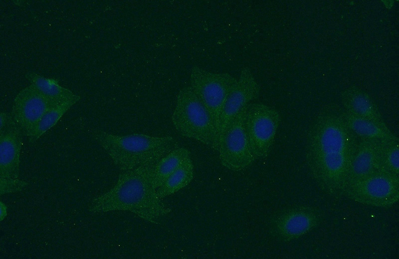 Immunofluorescent analysis of HepG2 cells using Catalog No:108875(Caspase 3 Antibody) at dilution of 1:50 and Alexa Fluor 488-congugated AffiniPure Goat Anti-Rabbit IgG(H+L)
