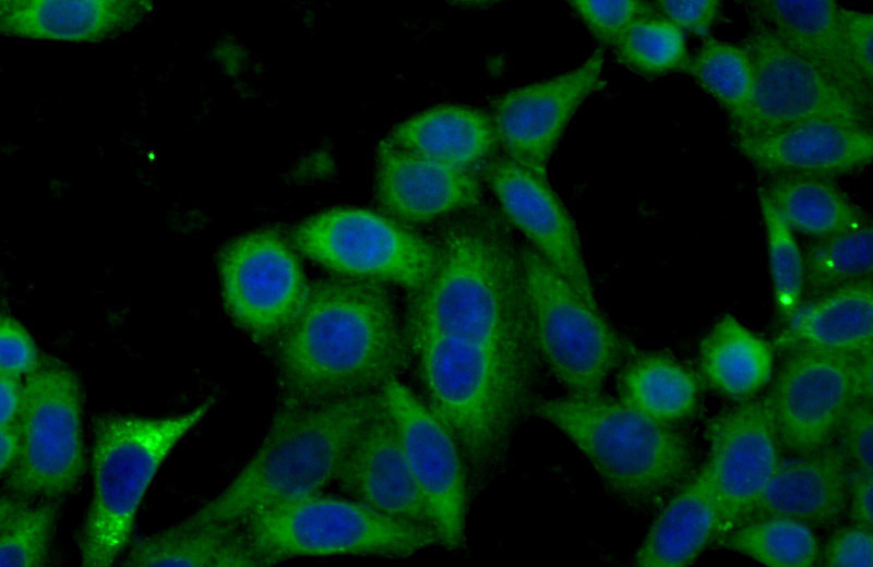 Immunofluorescent analysis of (-20oc Ethanol) fixed HeLa cells using Catalog No:110189(EIF2S3 Antibody) at dilution of 1:50 and Alexa Fluor 488-congugated AffiniPure Goat Anti-Rabbit IgG(H+L)