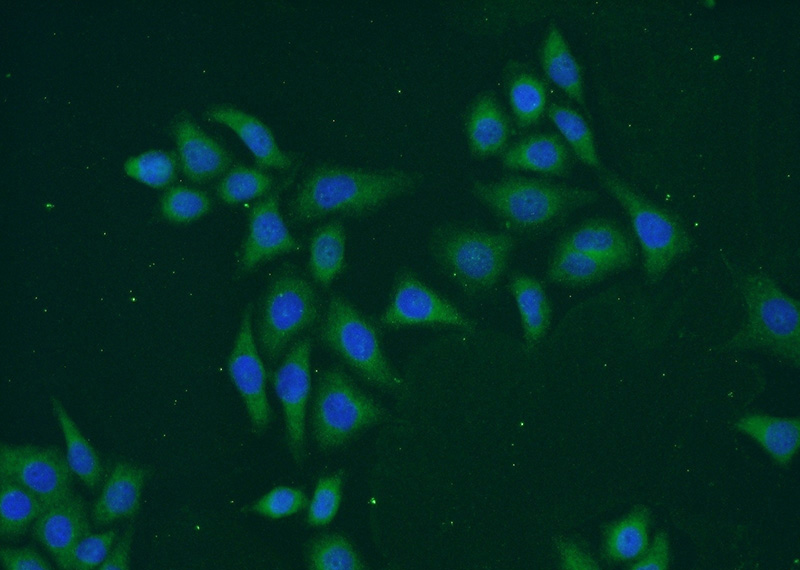 Immunofluorescent analysis of PC-3 cells using Catalog No:115956(TEX11 Antibody) at dilution of 1:50 and Alexa Fluor 488-congugated AffiniPure Goat Anti-Rabbit IgG(H+L)