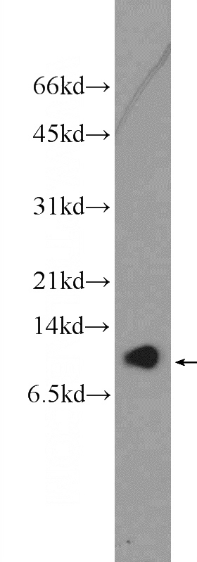 PC-3 cells were subjected to SDS PAGE followed by western blot with Catalog No:108606(C16orf61 Antibody) at dilution of 1:600