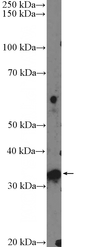HepG2 cells were subjected to SDS PAGE followed by western blot with Catalog No:110786(FTSJ1 Antibody) at dilution of 1:600