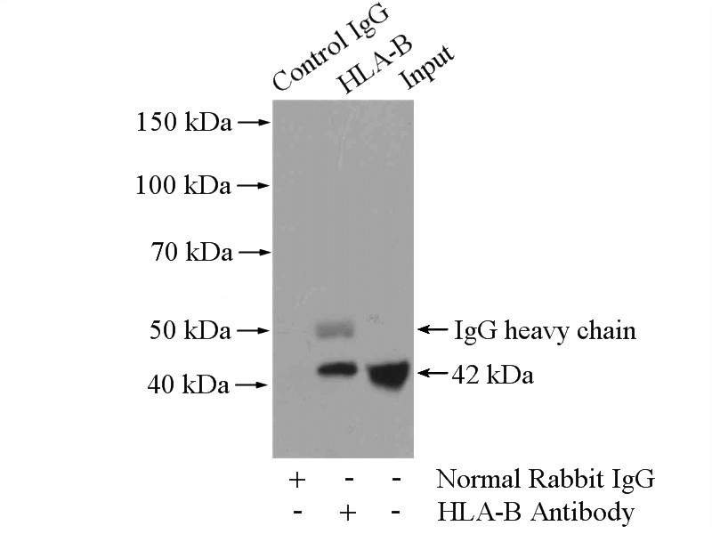 IP Result of anti-HLA class I (HLA-B) (IP:Catalog No:111415, 4ug; Detection:Catalog No:111415 1:2000) with HepG2 cells lysate 4000ug.