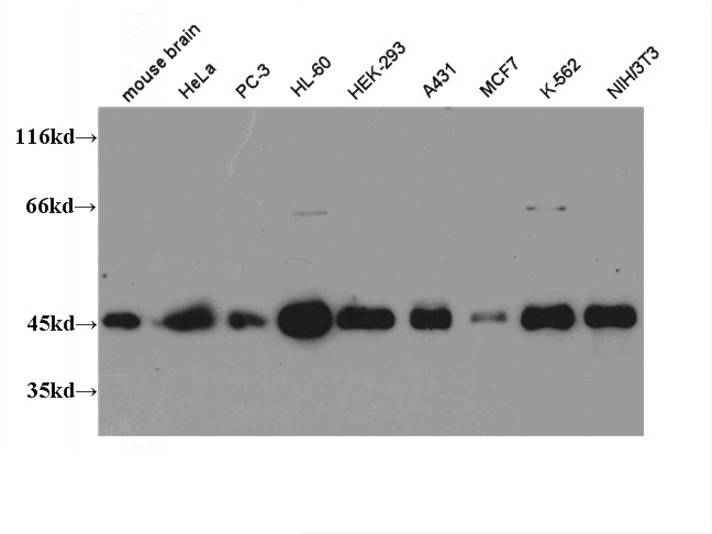 WB result of Catalog No:109545 (CREB1 antibody) with various lysates at dilution of 1:1,500.