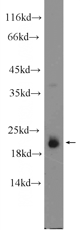 NIH/3T3 cells were subjected to SDS PAGE followed by western blot with Catalog No:108147(ARL8B Antibody) at dilution of 1:1000