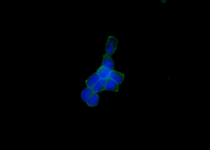 Immunofluorescent analysis of HEK-293 cells using Catalog No:108341(ATP1A1 Antibody) at dilution of 1:25 and Alexa Fluor 488-congugated AffiniPure Goat Anti-Rabbit IgG(H+L)