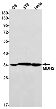 Western blot detection of MDH2 in C6,3T3,Hela cell lysates using MDH2 Rabbit mAb(1:1000 diluted).Predicted band size:36kDa.Observed band size:36kDa.