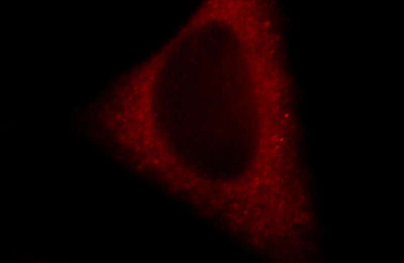 Immunofluorescent analysis of HepG2 cells, using CHCHD4 antibody Catalog No:109214 at 1:25 dilution and Rhodamine-labeled goat anti-rabbit IgG (red).