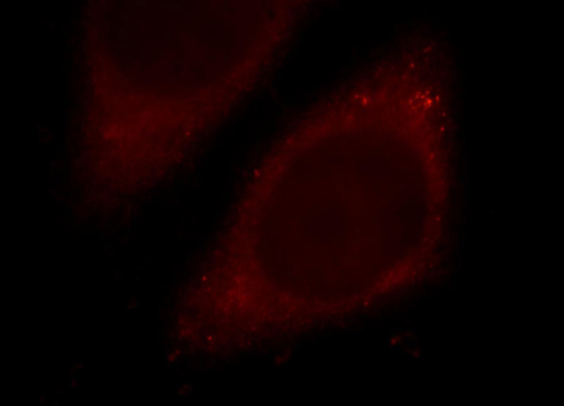 Immunofluorescent analysis of HepG2 cells, using MTPN antibody Catalog No:112794 at 1:25 dilution and Rhodamine-labeled goat anti-rabbit IgG (red).