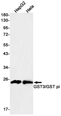 Western blot detection of GST3/GST pi in HepG2,Hela cell lysates using GST3/GST pi Rabbit mAb(1:500 diluted).Predicted band size:23kDa.Observed band size:23kDa.