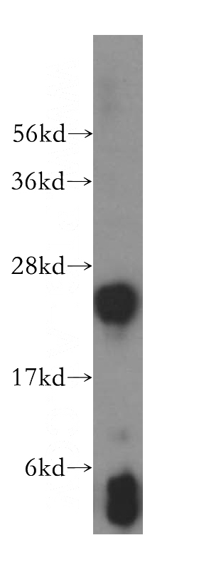 mouse liver tissue were subjected to SDS PAGE followed by western blot with Catalog No:111187(GSTM4 antibody) at dilution of 1:500