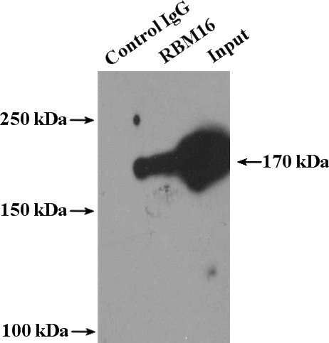 IP Result of anti-RBM16 (IP:Catalog No:114601, 4ug; Detection:Catalog No:114601 1:800) with HeLa cells lysate 3600ug.