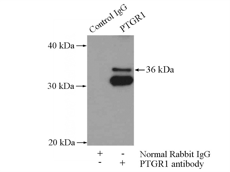 IP Result of anti-PTGR1 (IP:Catalog No:114272, 4ug; Detection:Catalog No:114272 1:500) with HepG2 cells lysate 3200ug.
