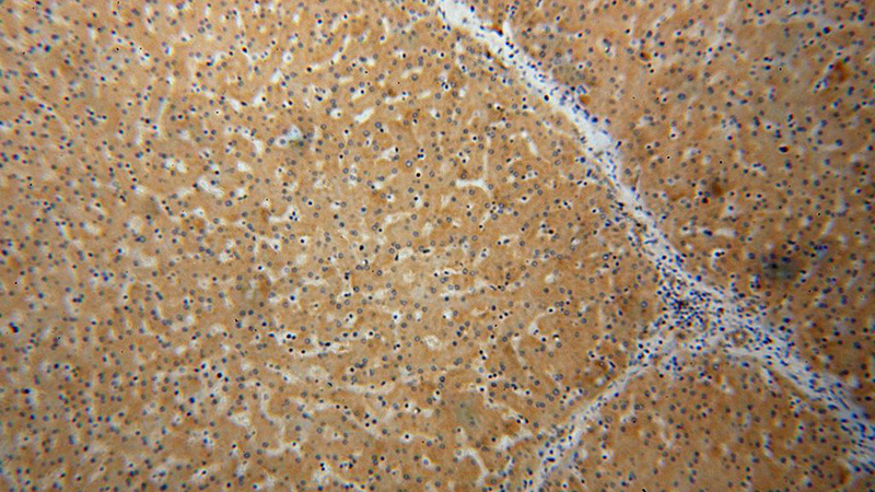 Immunohistochemical of paraffin-embedded human liver using Catalog No:112827(MRPL38 antibody) at dilution of 1:100 (under 10x lens)